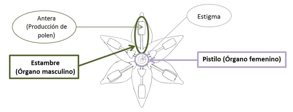 La importancia del tipo de Flor en el cultivo de Aguacate
Para conseguir una buena producción de aguacate es importante conocer el tipo de flor de la variedad.
Para que una variedad de aguacate de produzca una buena cosecha debe ser polinizado por otra variedad de aguacate de diferente tipo de flor.
Si queremos obtener una gran cosecha de Hass (tipo A), se aconseja sembrar un porcentaje de variedades tipo B como Bacon, Fuerte, Zutano, etc. diseminado dentro de la misma plantación.
Determinar el porcentaje y la distribución de la variedad polinizante, así como qué variedades coinciden mejor con la floración de la variedad principal es una de las claves para una buena producción.
Morfología y comportamiento de las flores de aguacate